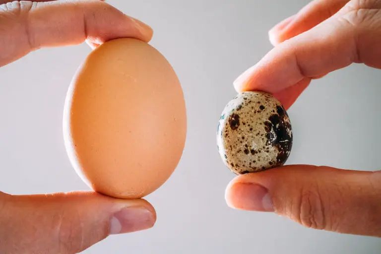 How many eggs do quail lay? This Happy Farm