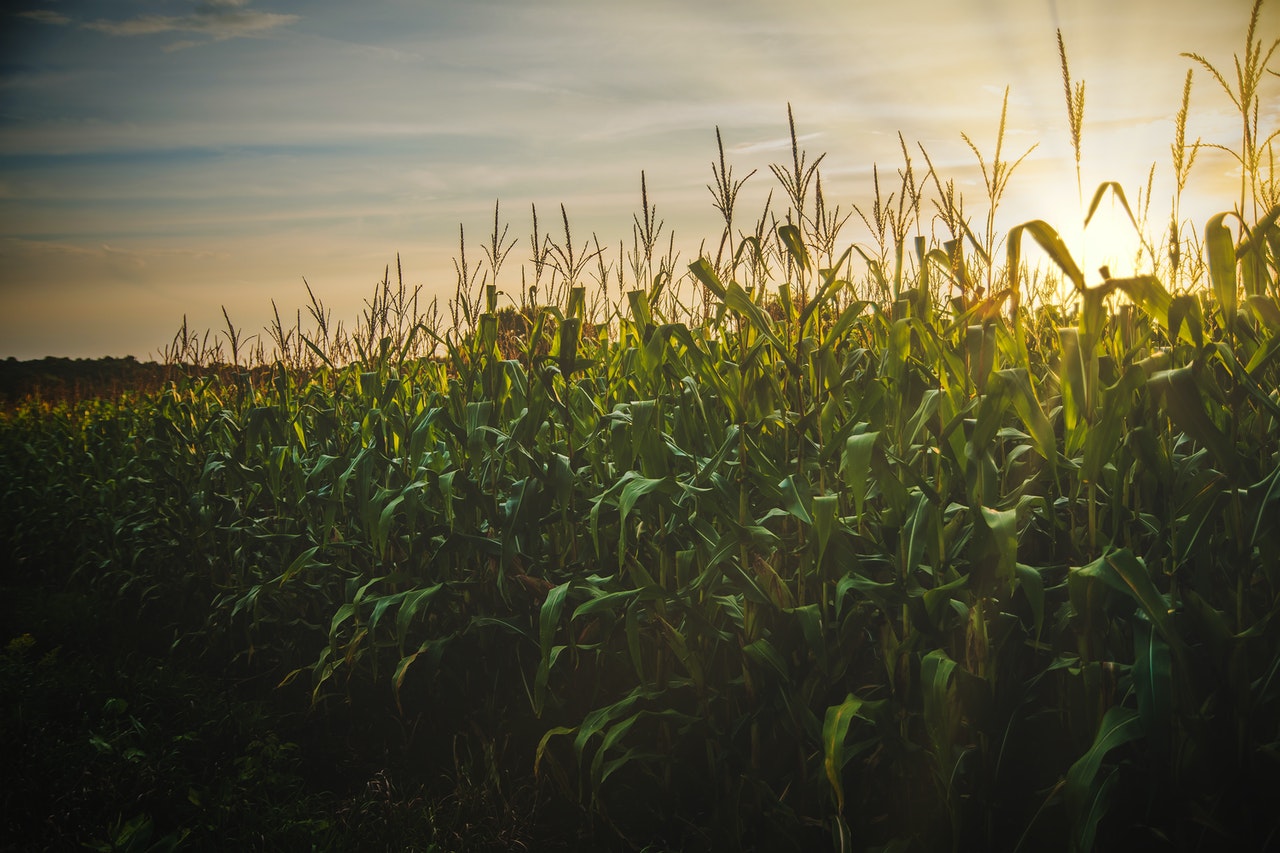 can-corn-grow-in-cold-weather-and-ways-to-protect-it-this-happy-farm