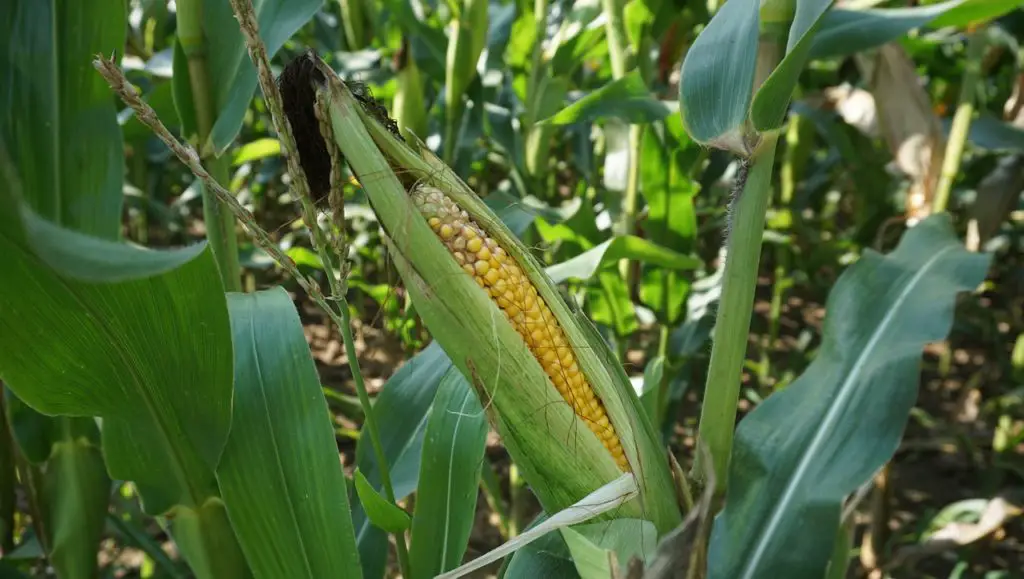 How To Regrow Corn Plant