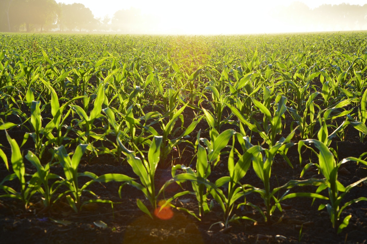 How Much Water Does Corn Need To Thrive? A Helpful Guide For Beginners