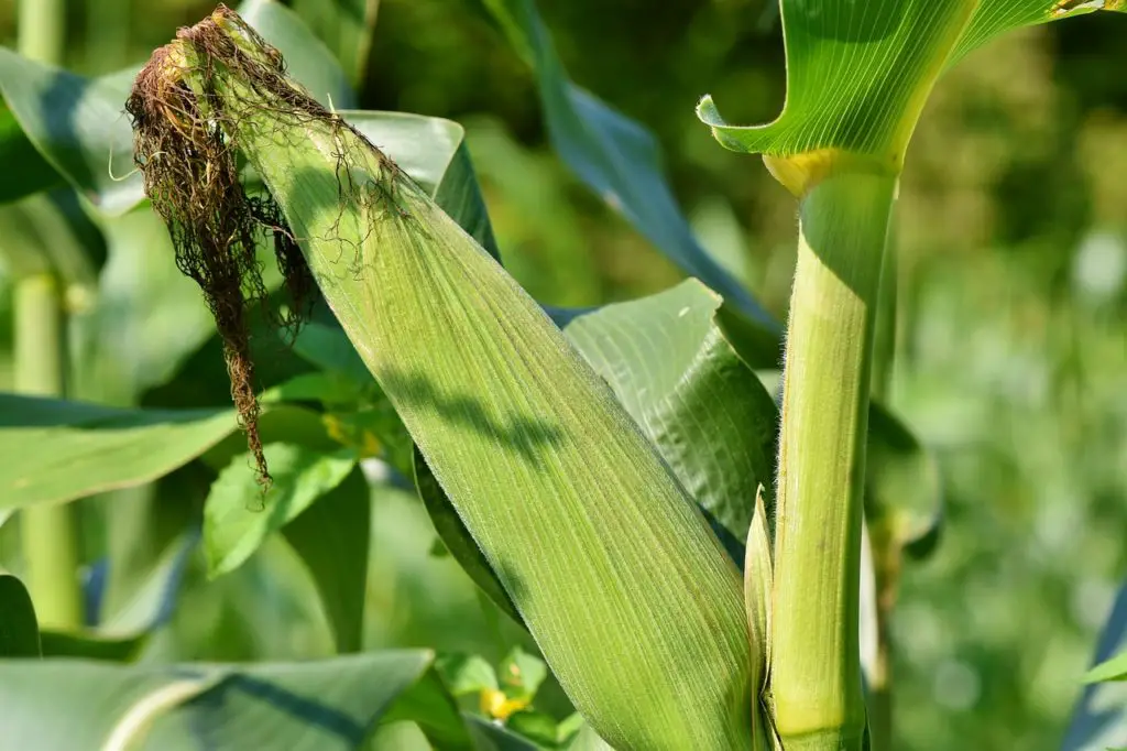 how-to-store-corn-on-the-cob-and-keep-it-fresh-and-sweet-this