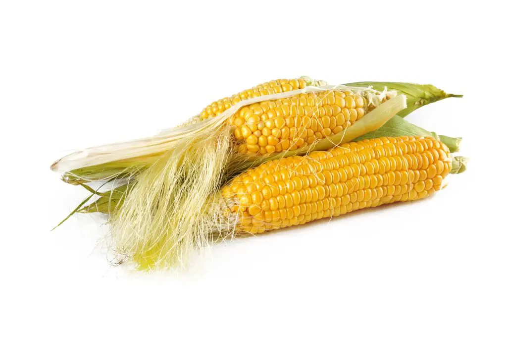 Why Does Corn Have Hair? (And What You Can Do With It) This Happy Farm