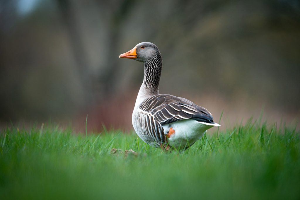 is-duck-poop-good-fertilizer-or-does-it-hurt-your-grass-this-happy-farm