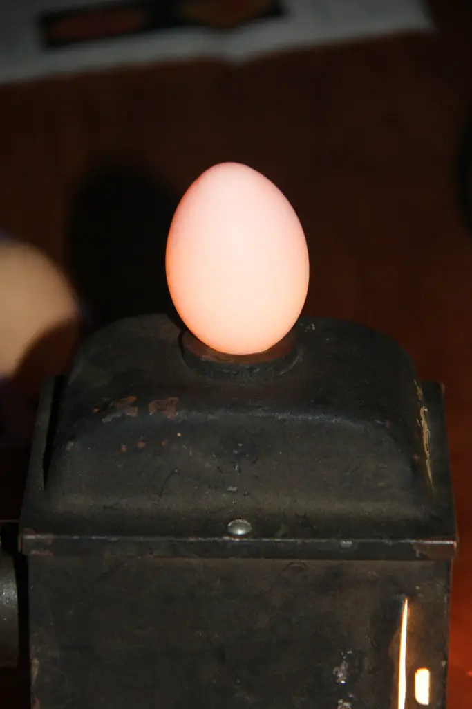 Candling Duck Eggs When How Best Tips Tricks This Happy Farm   Candling Egg 683x1024 