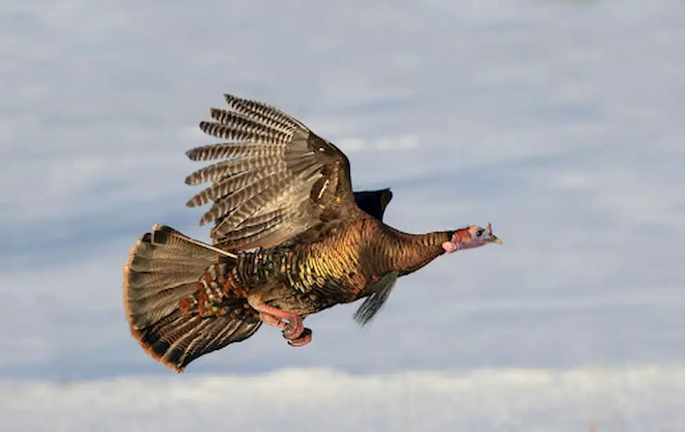 Eastern wild turkey flying in the air