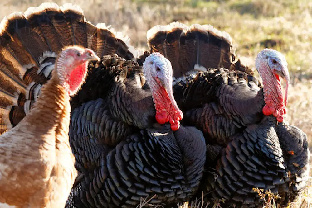 Free-range male turkeys on a farm