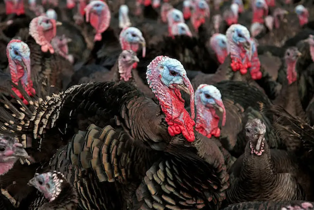 Group of black turkeys standing together