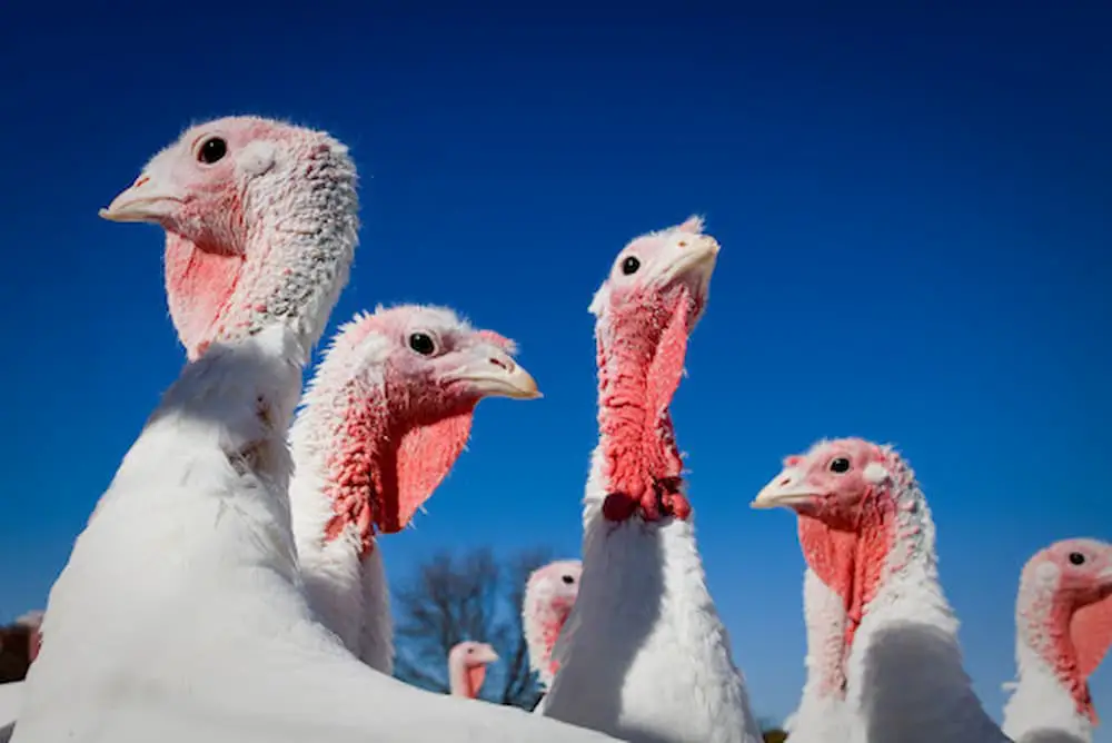 Group of white turkeys standing outside against blue sky backdrop