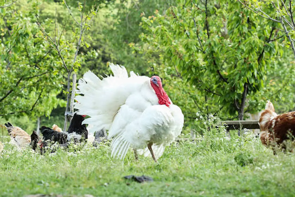 Large white tom turkey on green grass with trees in background