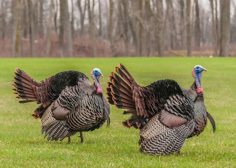 Male turkeys strutting in the spring