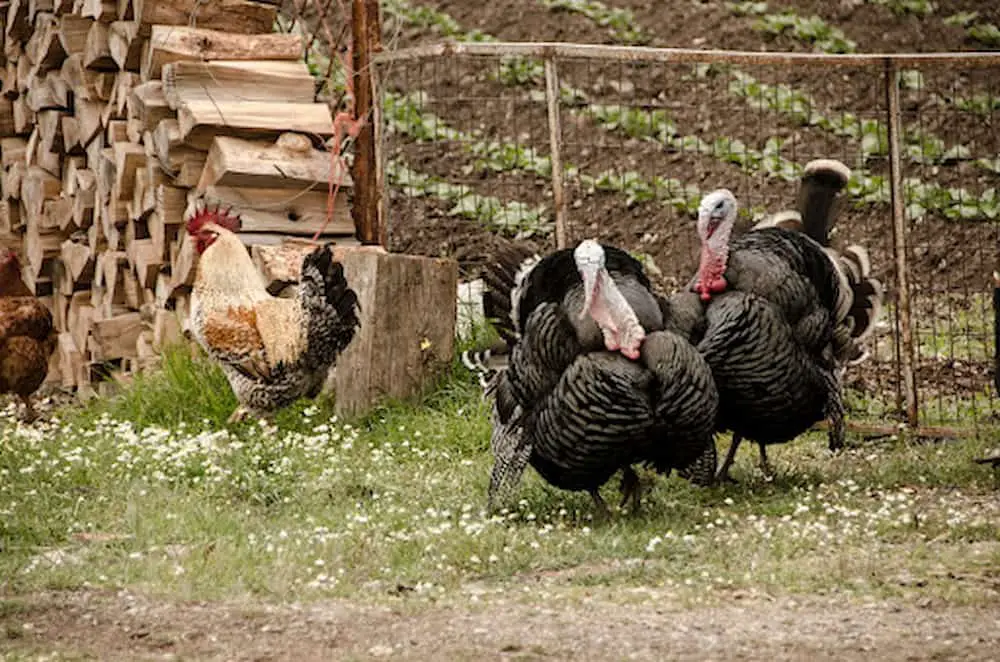 Mixed flock of turkeys and chicken outside in enclosed area