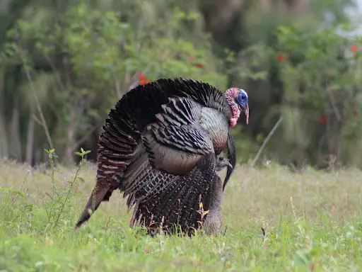 Pair of turkeys mating in the grass