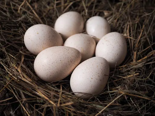 Seven large turkey eggs in a nest