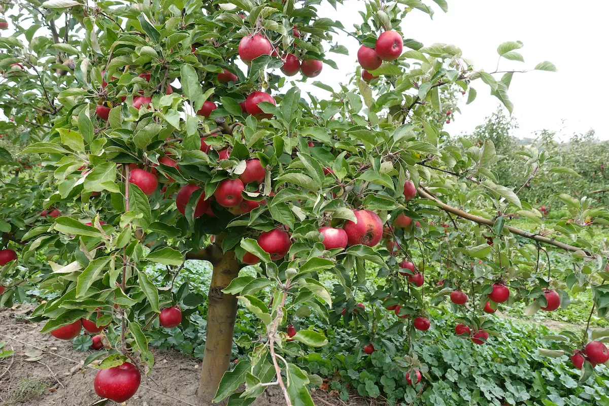 Why Is My Apple Tree Growing So Slow? How to Make It Grow Faster ...