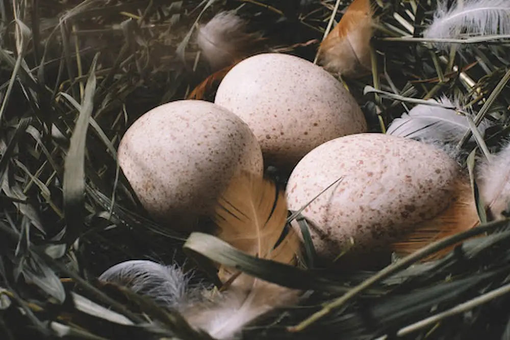 Turkey eggs in a nest of grass and feathers