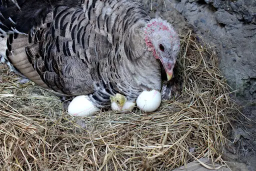 Turkey hen roosting on hatching eggs with baby turkey poult