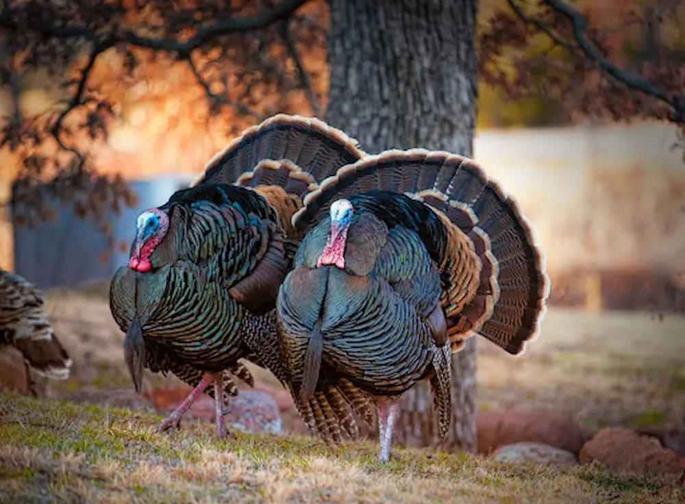 when-do-turkeys-lay-eggs-everything-you-need-to-know-this-happy-farm