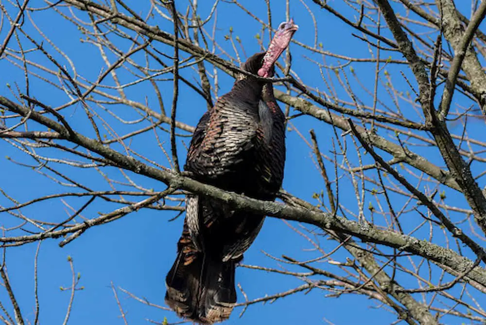 Wild turkey roosting in tree branch