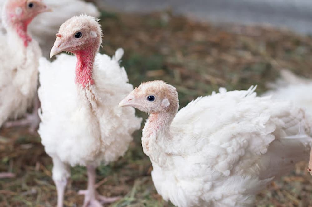 Young turkeys in a barn with straw bedding