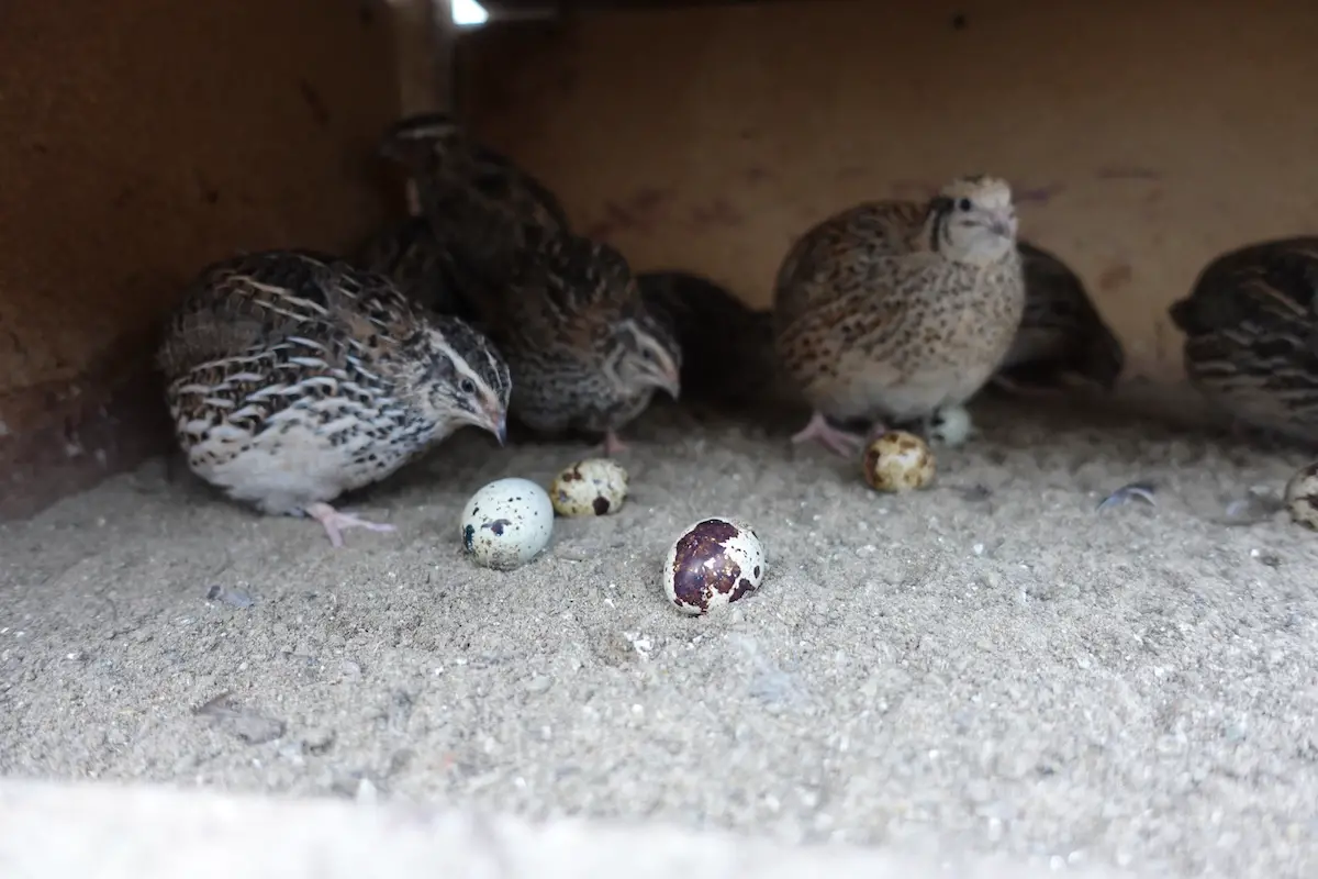 When Do Quail Lay Eggs? - Exactly Know What to Expect - This Happy Farm