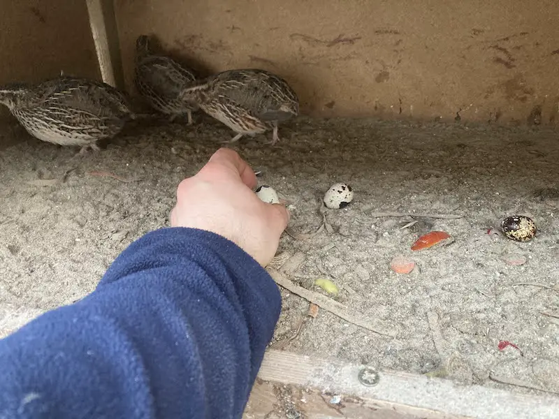 Why Are Your Quail Not Laying Eggs? (And How To Get Them) - This Happy Farm