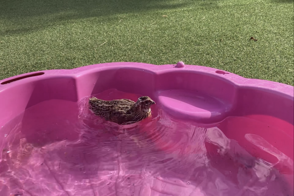 Can Quail Swim? (Tested and Answered) This Happy Farm